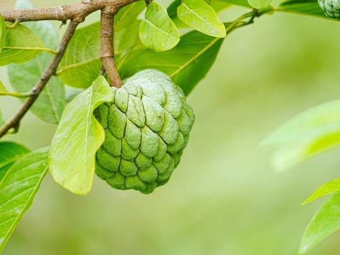 Аннона сахарное яблоко