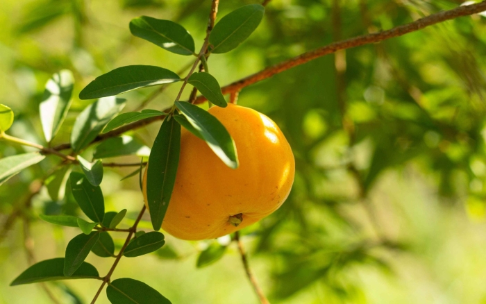 Листья фруктов