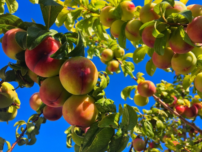 Дерево персик