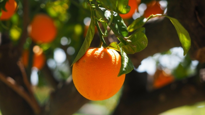 Апельсиновое дерево