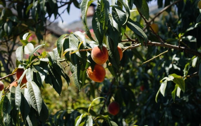 Персиковое дерево