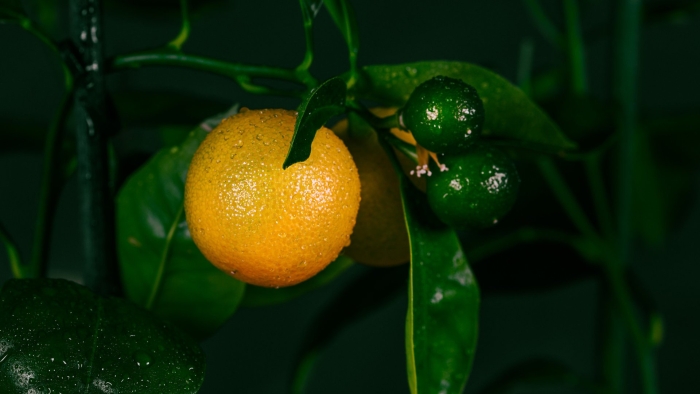 Мандарины на темном фоне