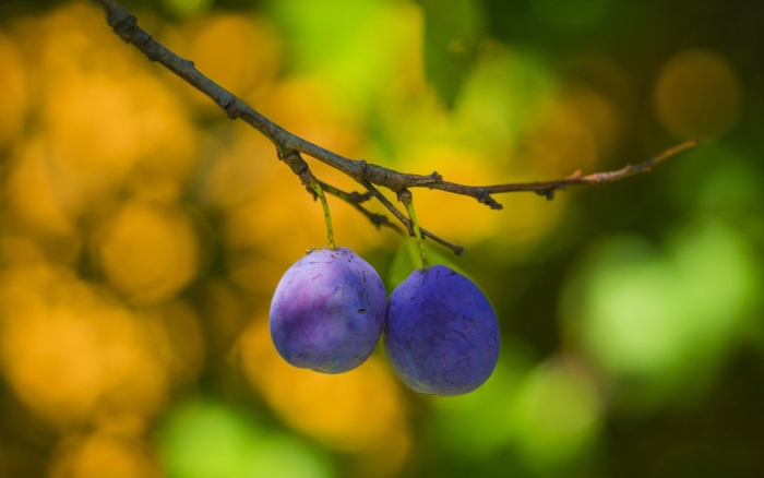Слива на ветке
