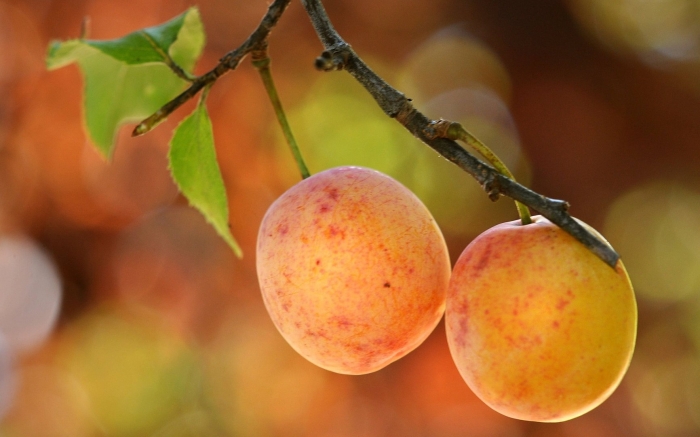 Слива желтая