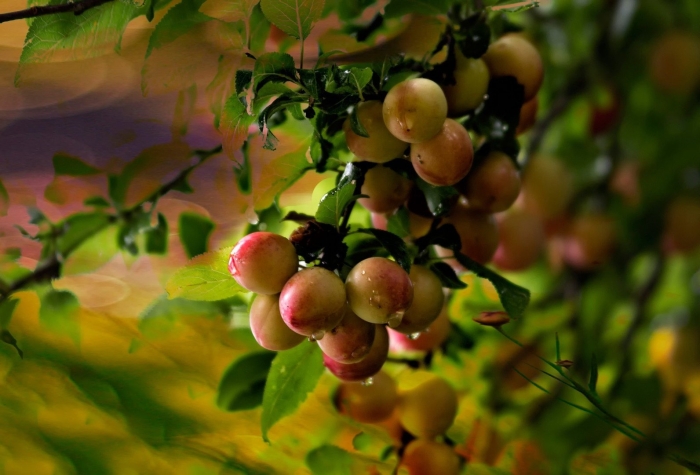 Слива русская (алыча) кубанская комета