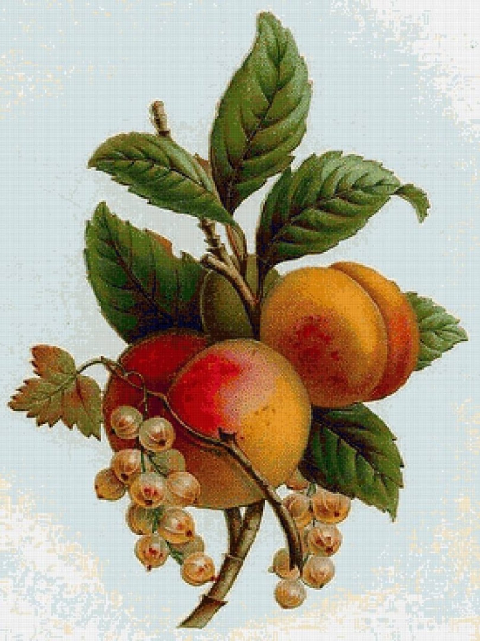 Фрукты для декупажа