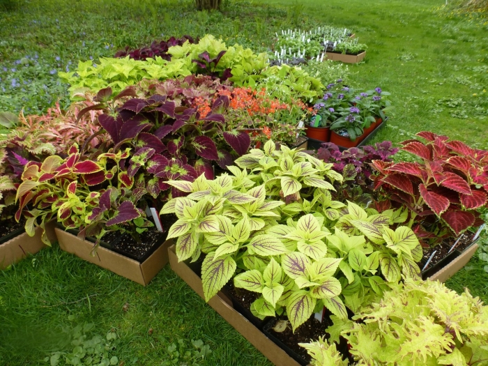 Колеус рассада