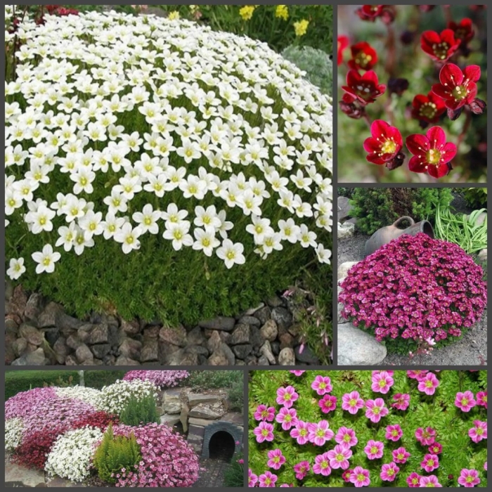 Камнеломка арендса schneeteppich