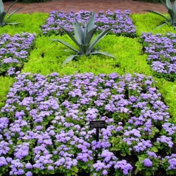 Агератум на клумбе