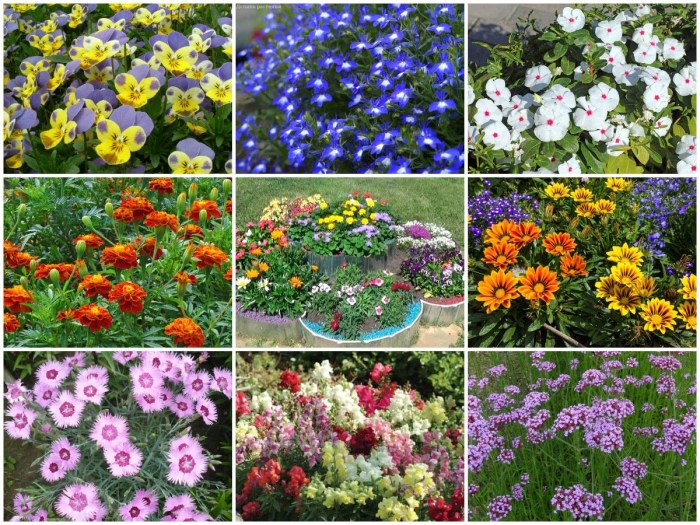 Однолетние цветы цветущие все лето