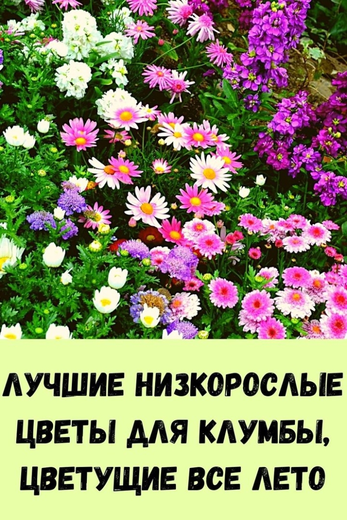 Цветы однолетки для дачи неприхотливые и красивые