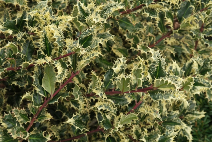 Падуб остролистный аргентеа