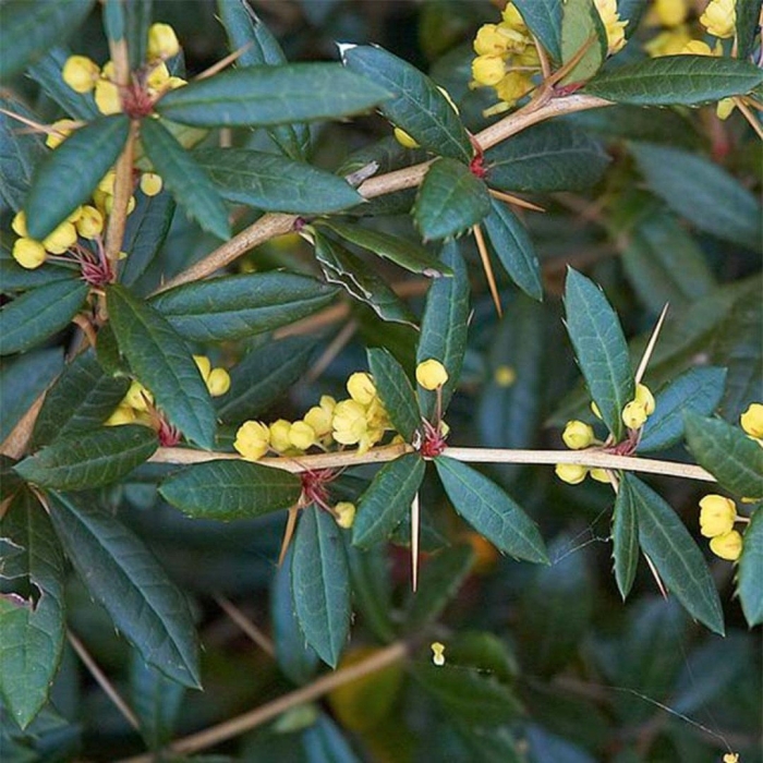 Барбарис berberis julianae