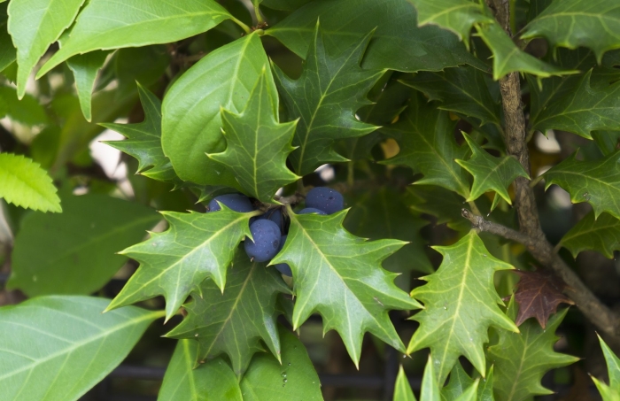 Падуб широколистный