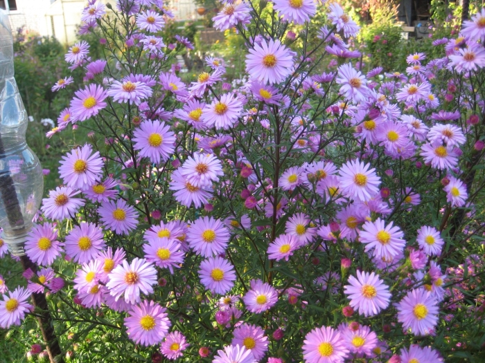 Астра многолетняя сентябрина