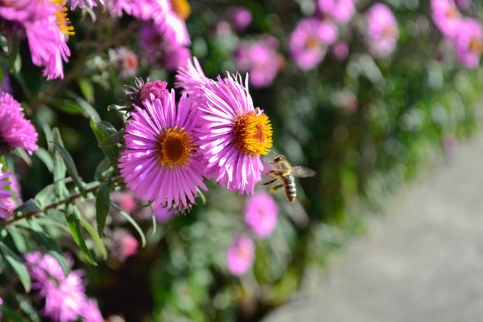 Цветок астра