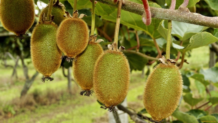 Плод дерева