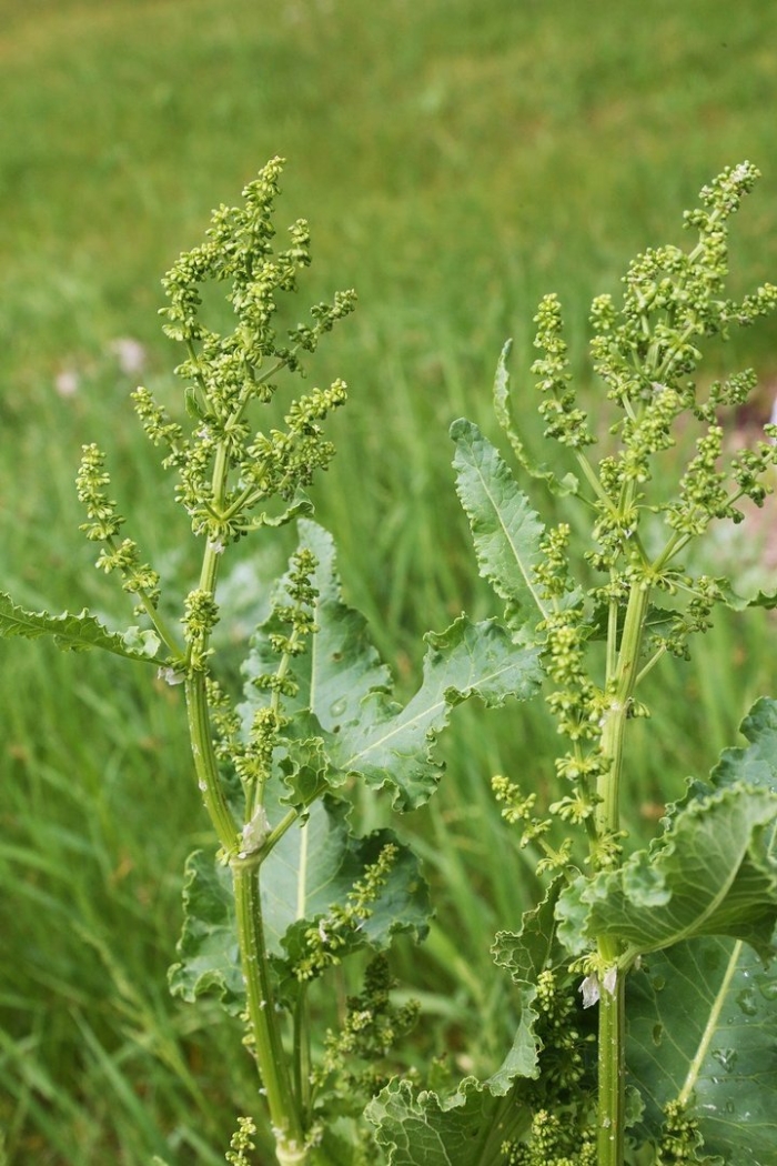 Щавель конский rumex confertus