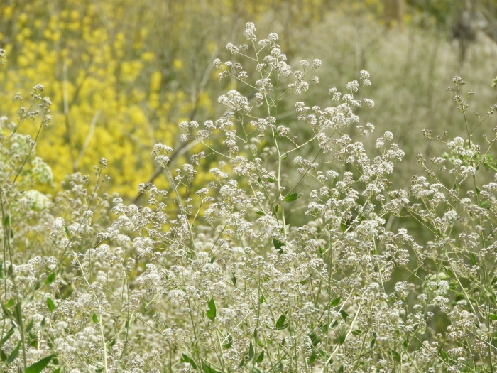 Lepidium latifolium