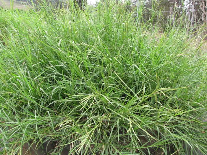 Осока carex muskingumensis