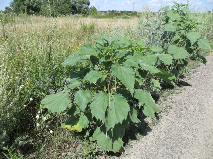 Амброзия циклахена