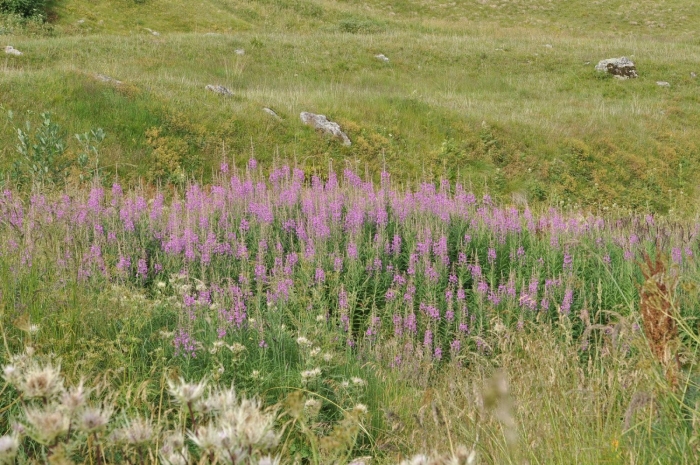 Многолистник луговой