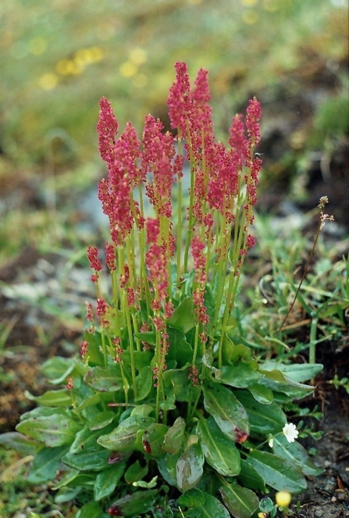 Щавель конский rumex confertus