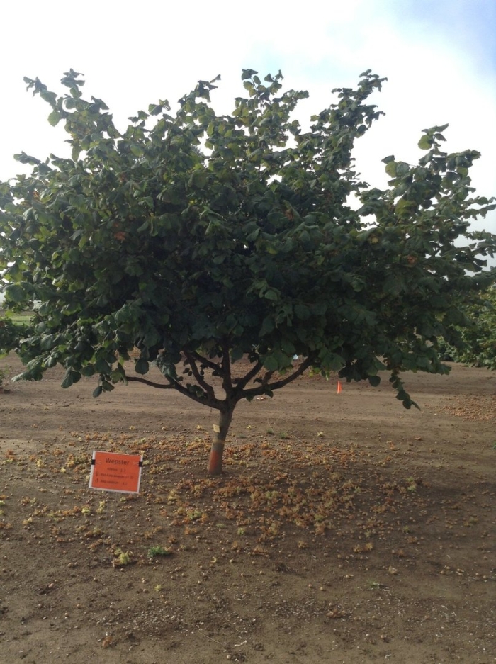 Сорт фундука трапезунд
