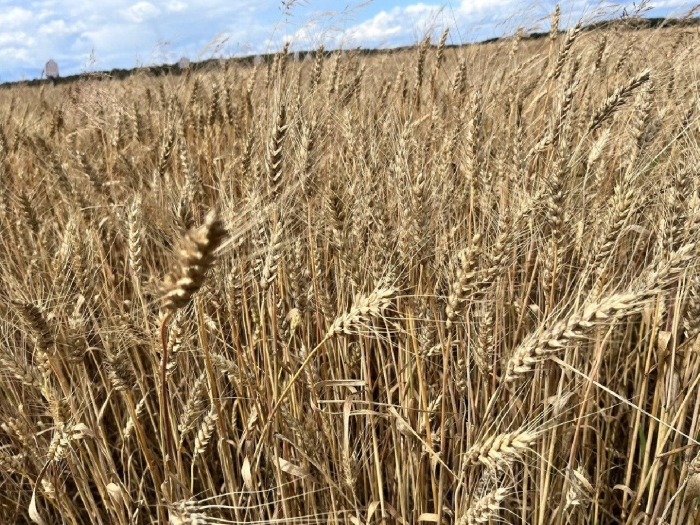 Губернатор дона озимая пшеница