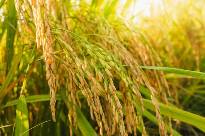 Рис растение