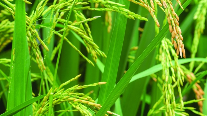 Рис зерновая культура
