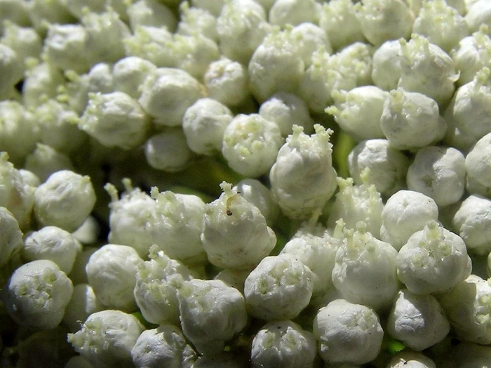 Озотамнус кукс