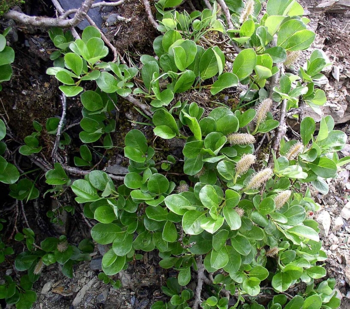 Salix reticulata