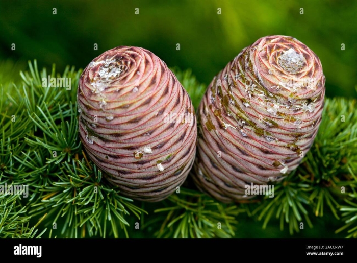 Кедр гималайский шишки