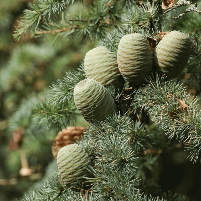 Кедр атласский