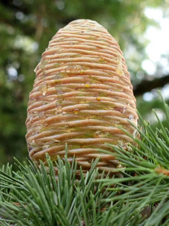 Пихта ливанский кедр