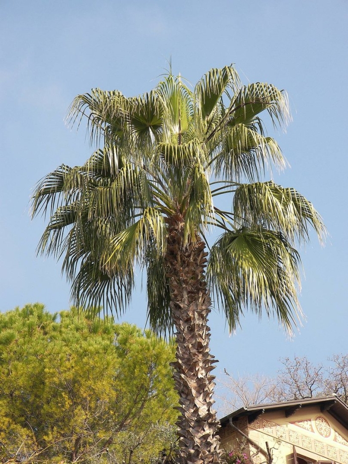 Сибирская пальма ива