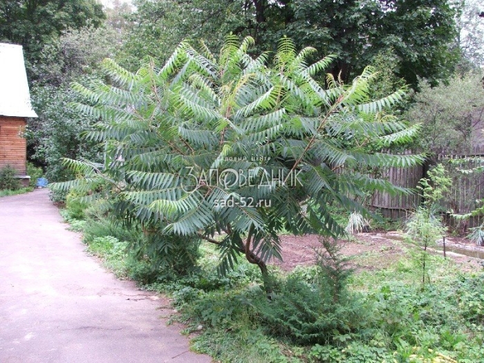 Сумах тайгер айс