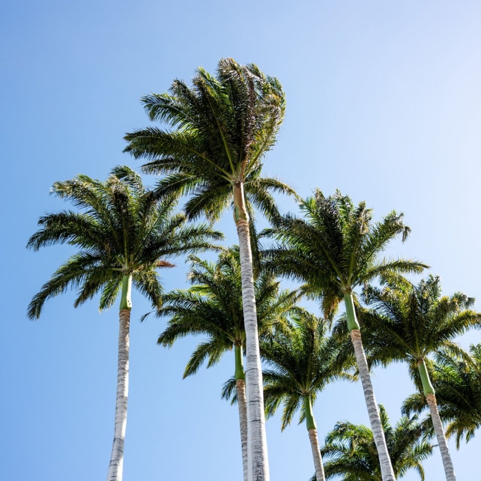 Обои пальмы