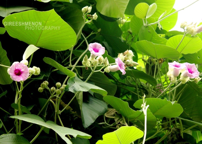 Роза гавайская растение вида argyreia nervosa