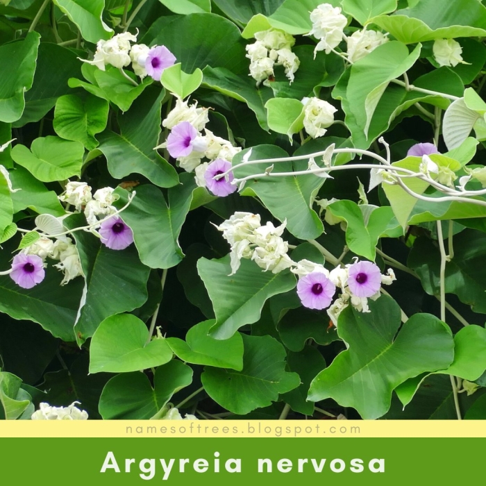 Роза гавайская argyreia nervosa