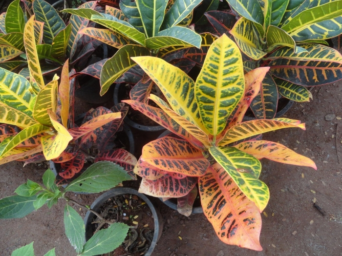 Кротон нервия