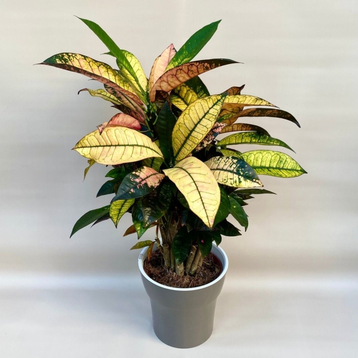 Кодиеум миссис айстон