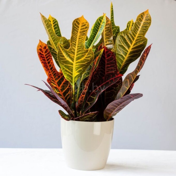 Кодиеум нервиа