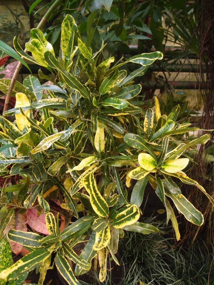 Кодиеум (кротон) еллоу