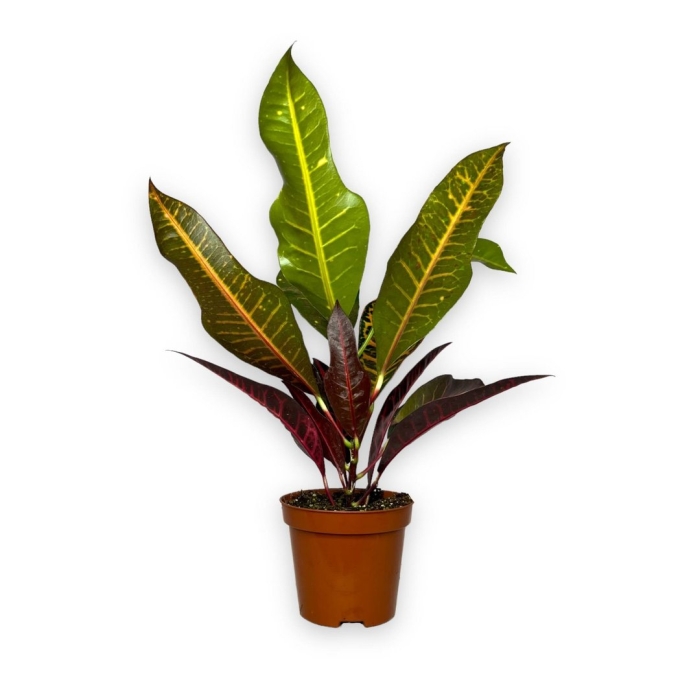 Кодиеум нервия