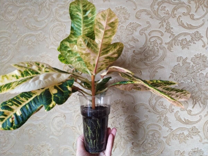 Черенки кротона кодиеум