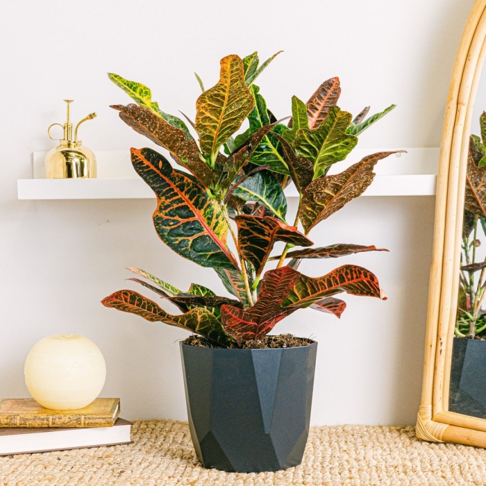 Кротон кодиеум экселент