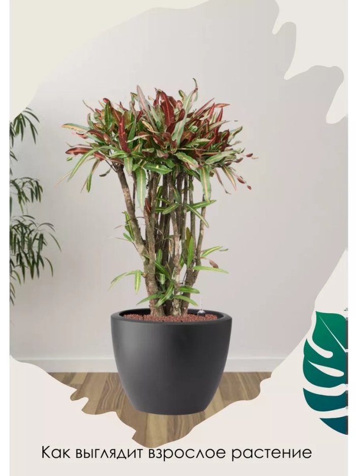 Кодиеум кротон мамми