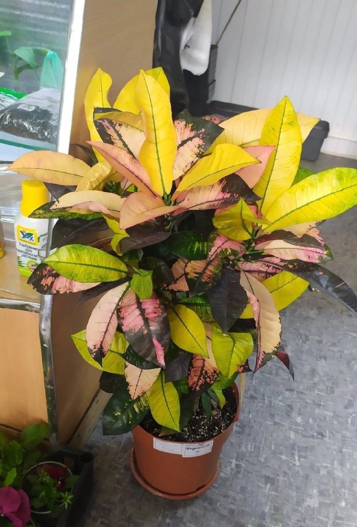 Кротон миссис айстон